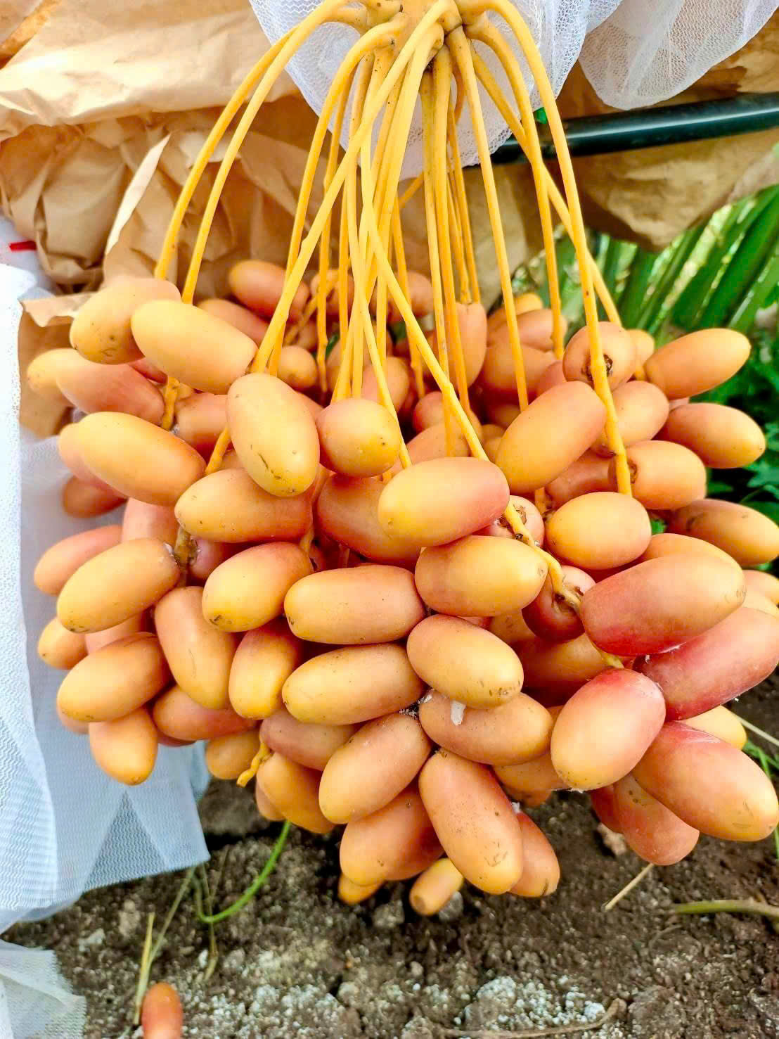 Chà là Dahan - 126